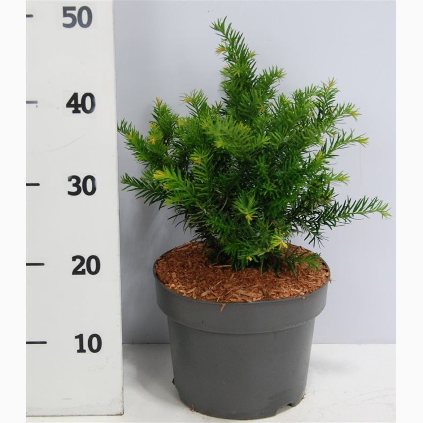 Idegran – Taxus baccata 'Repandens' - C5 25-30 CM