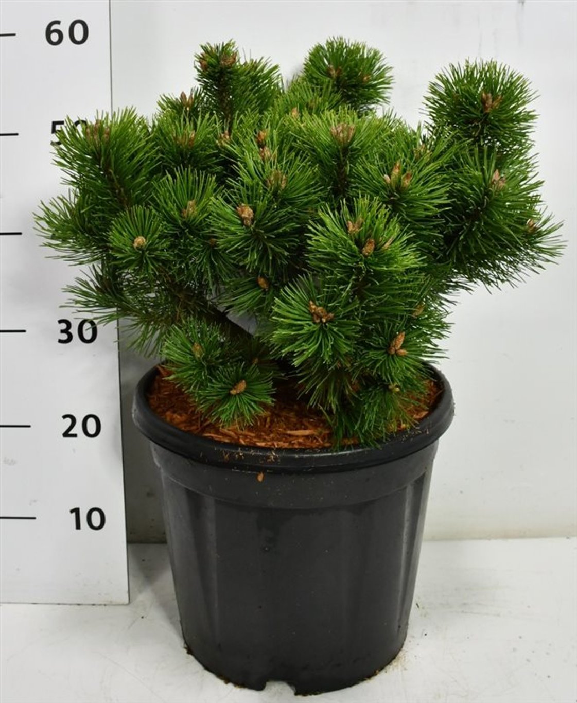 Bergtall – Pinus mugo 'Mumpitz' - C13 40-50 cm.