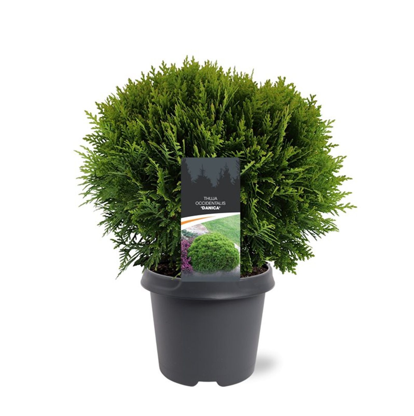 Thuja – Thuja occidentalis 'Danica' - C5 30-40 CM