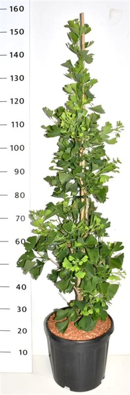 Tempelträd – Ginkgo biloba &