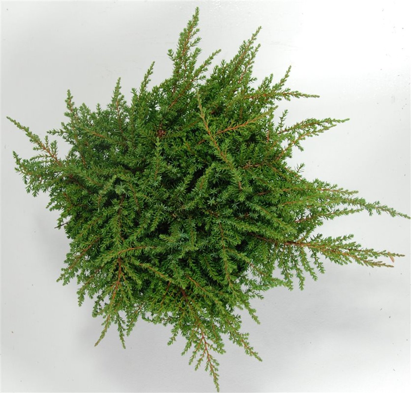En – Juniperus communis 'Green Carpet' - C5 30-40 cm.