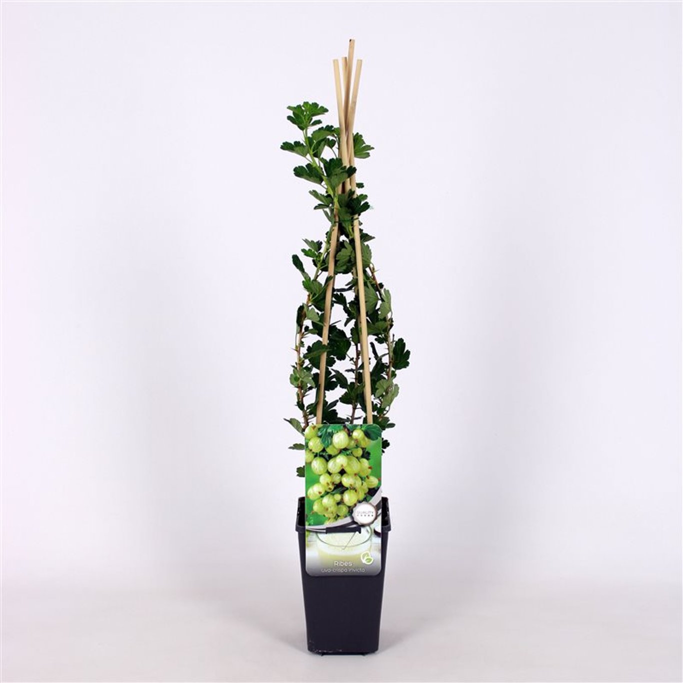 Krusbär – Ribes uva-crispa 'Invicta' - C2 70/+ CM