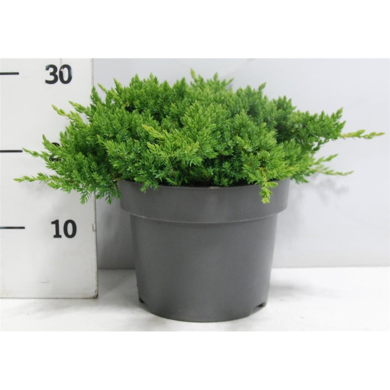 Japansk trädgårds-en – Juniperus procumbens 'Nana' - C7.5 40-50 cm.