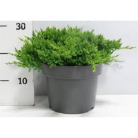 Japansk trädgårds-en – Juniperus procumbens 'Nana' - C7.5 40-50 cm.
