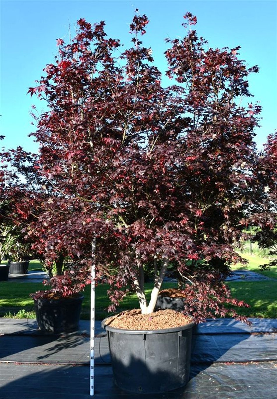 Japansk lönn – Acer palmatum &