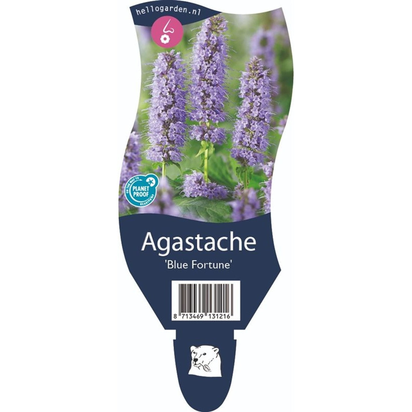 Anisisop – Agastache 'Blue Fortune' - P11