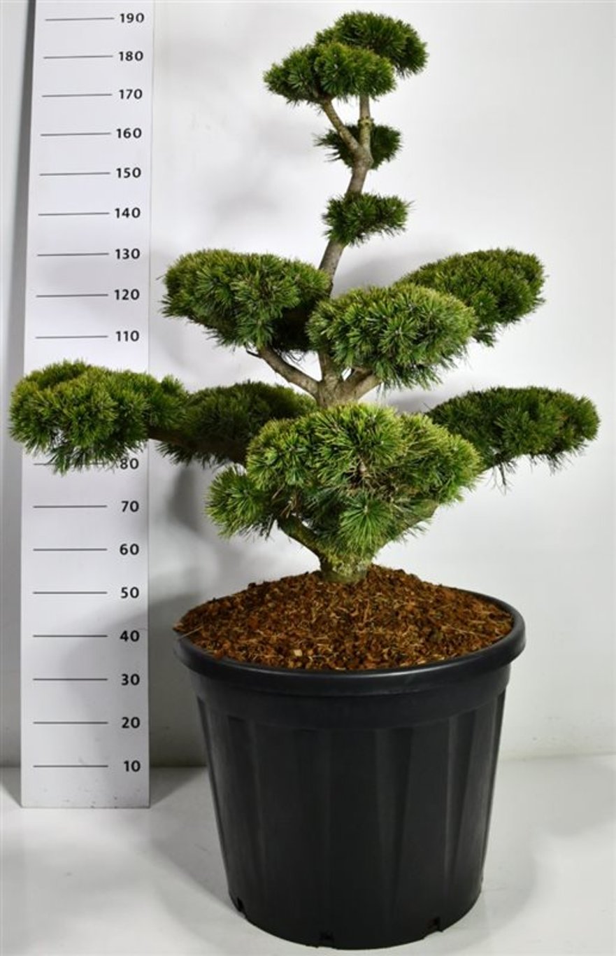Bergtall – Pinus mugo mugo - C130 100-125 cm. Bonsai