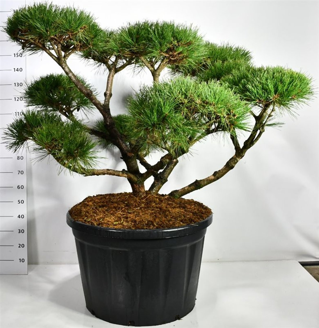 Svarttall – Pinus nigra &