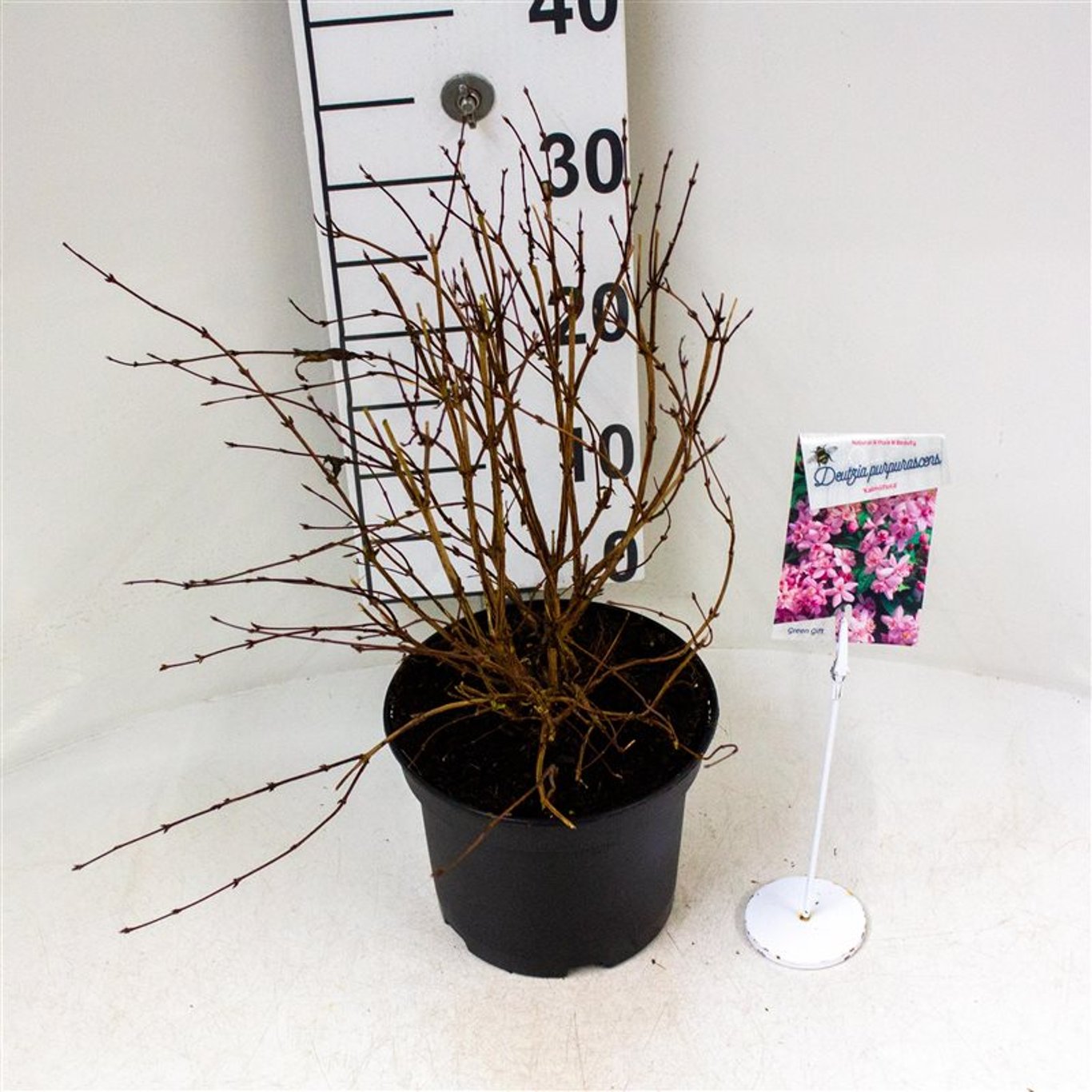 Slånspirea – Deutzia purpurascens 'Kalmiiflora' - C3 30-40 CM