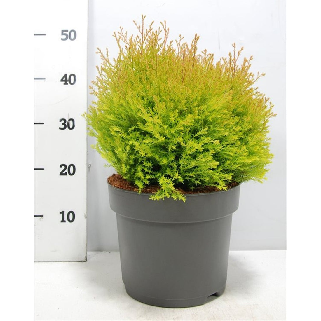 Thuja – Thuja occidentalis &