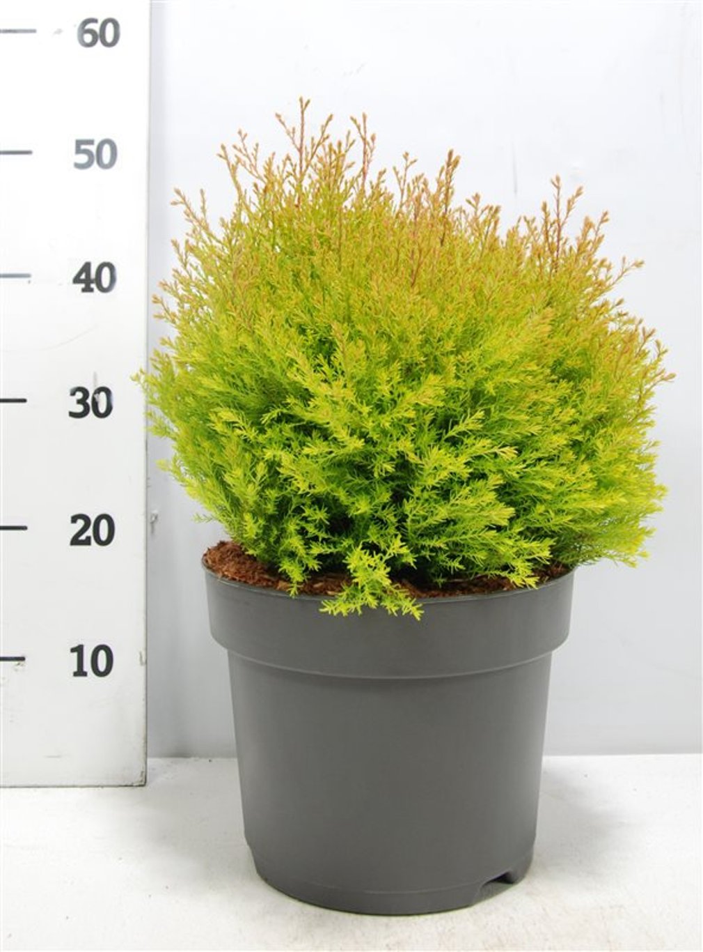 Thuja – Thuja occidentalis 'Fire Chief' - C7.5 30-40 cm.