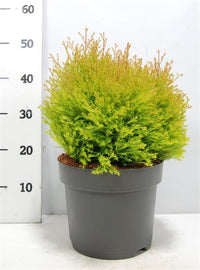 Thuja – Thuja occidentalis 'Fire Chief' - C7.5 30-40 cm.