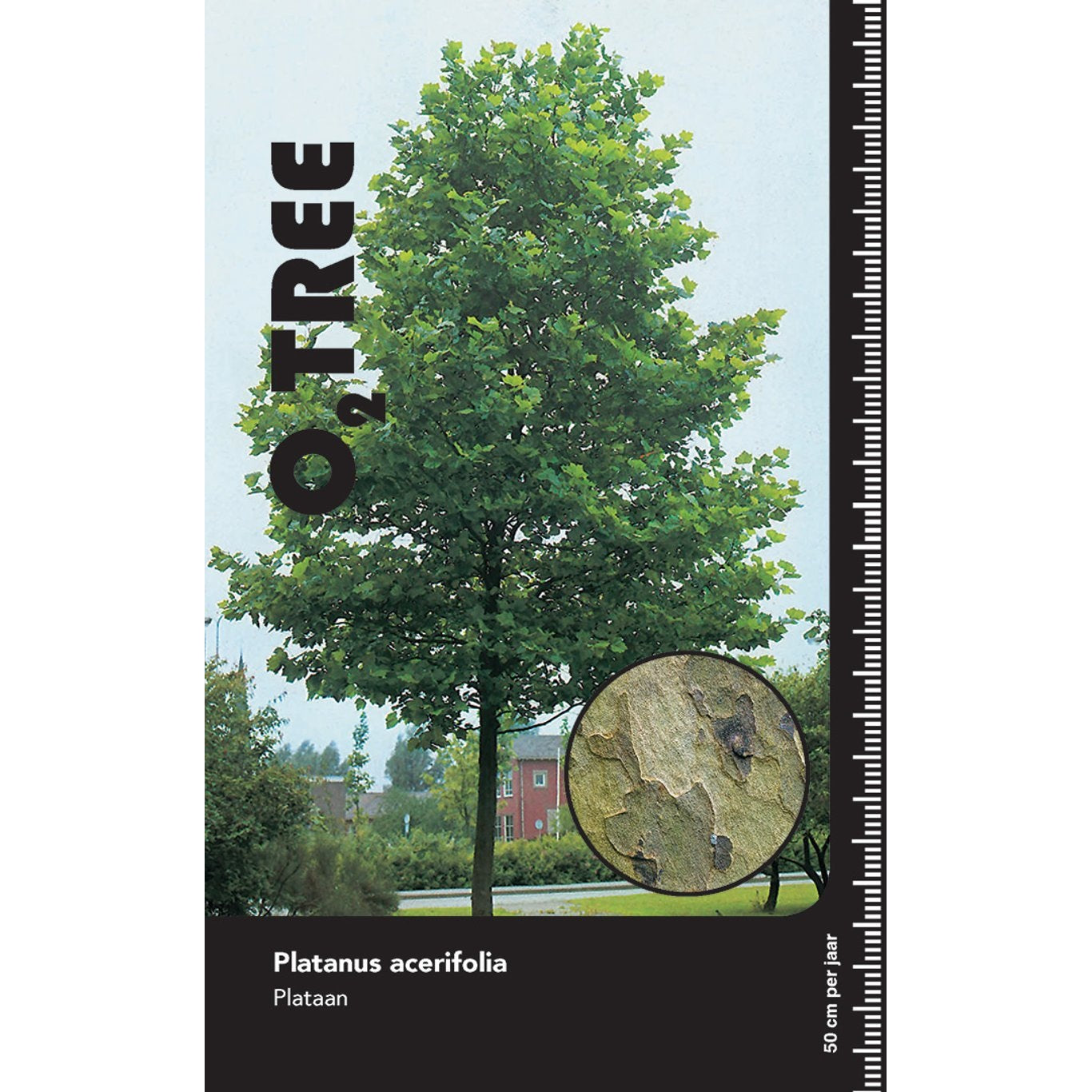 Sykomorlönn – Platanus acerifolia (= Platanus hispanica); - 10/12 in Cont HO/ST