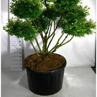 Vingbenved – Euonymus alatus 'Compactus' - C280 125-150 cm. Bonsai