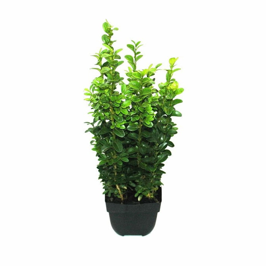 Buxbom – Buxus sempervirens - P13