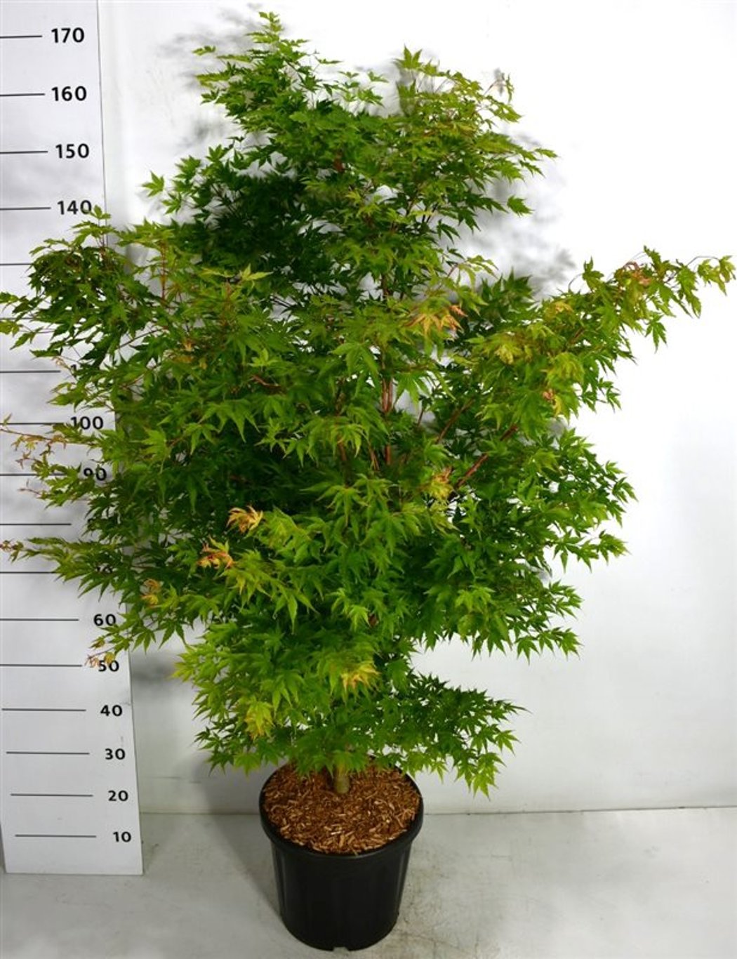 Japansk lönn – Acer palmatum &