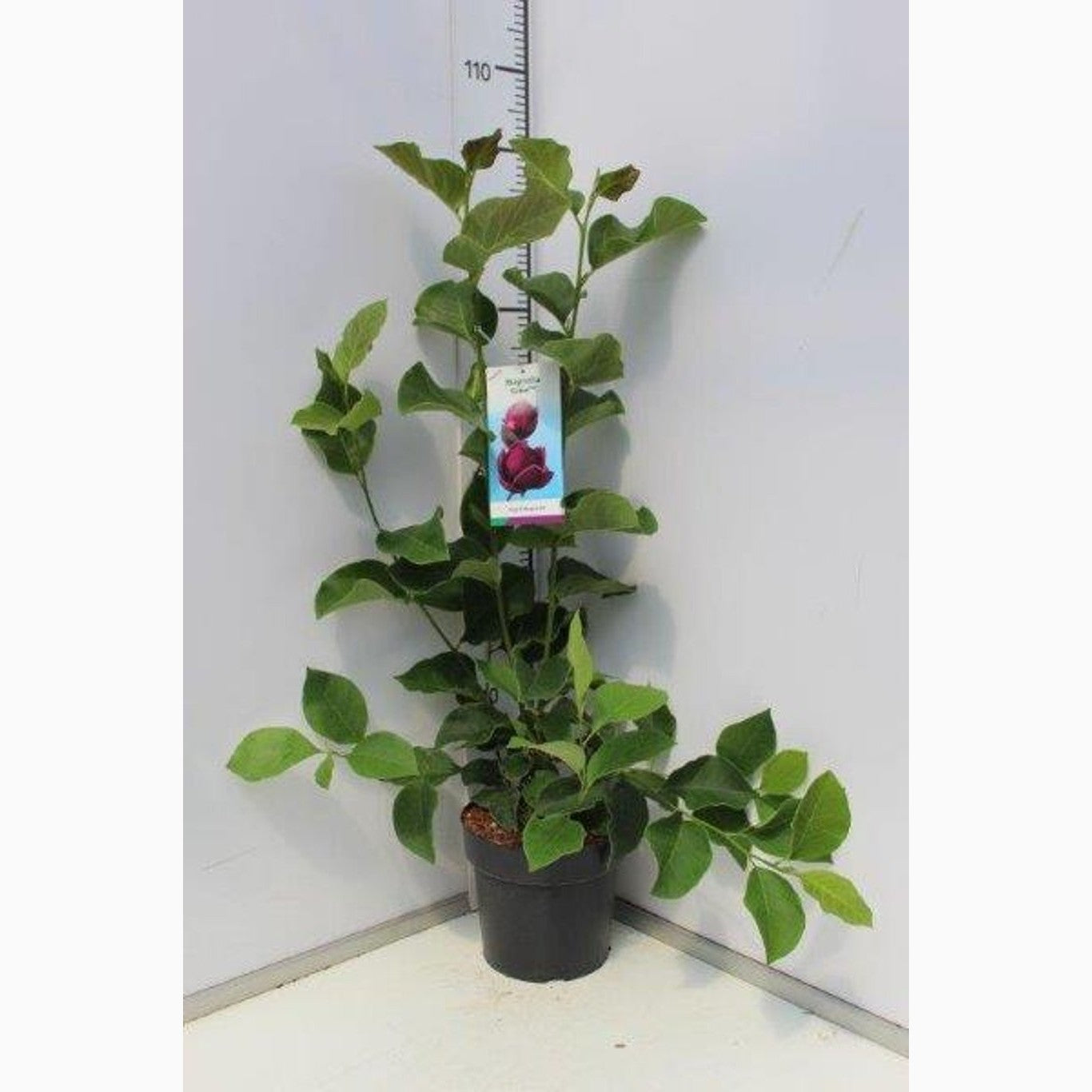 Magnolia – Magnolia 'Genie' - C5 50-60 CM