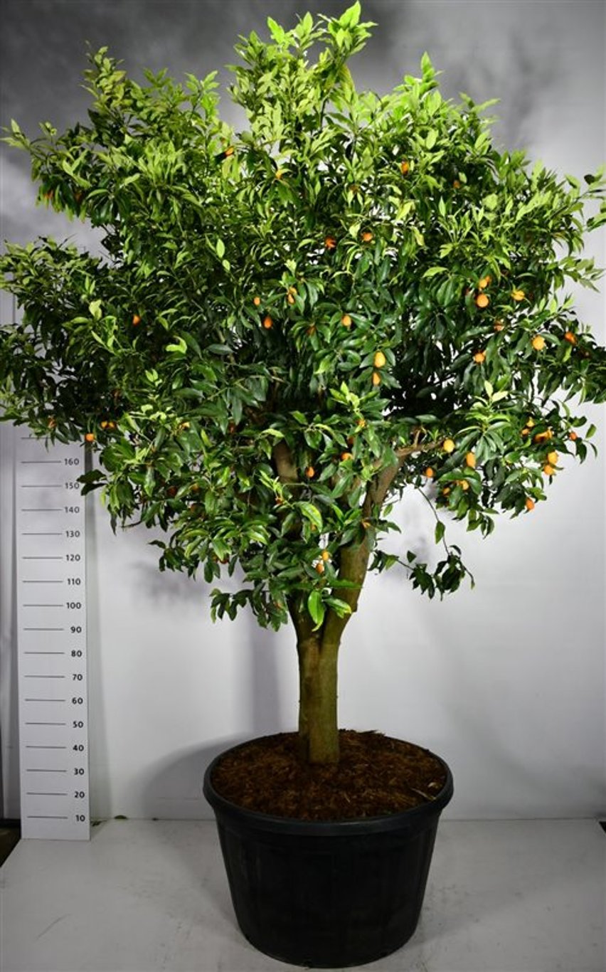 Mandarin – Citrus nobilis - C230 70 cm. Stam