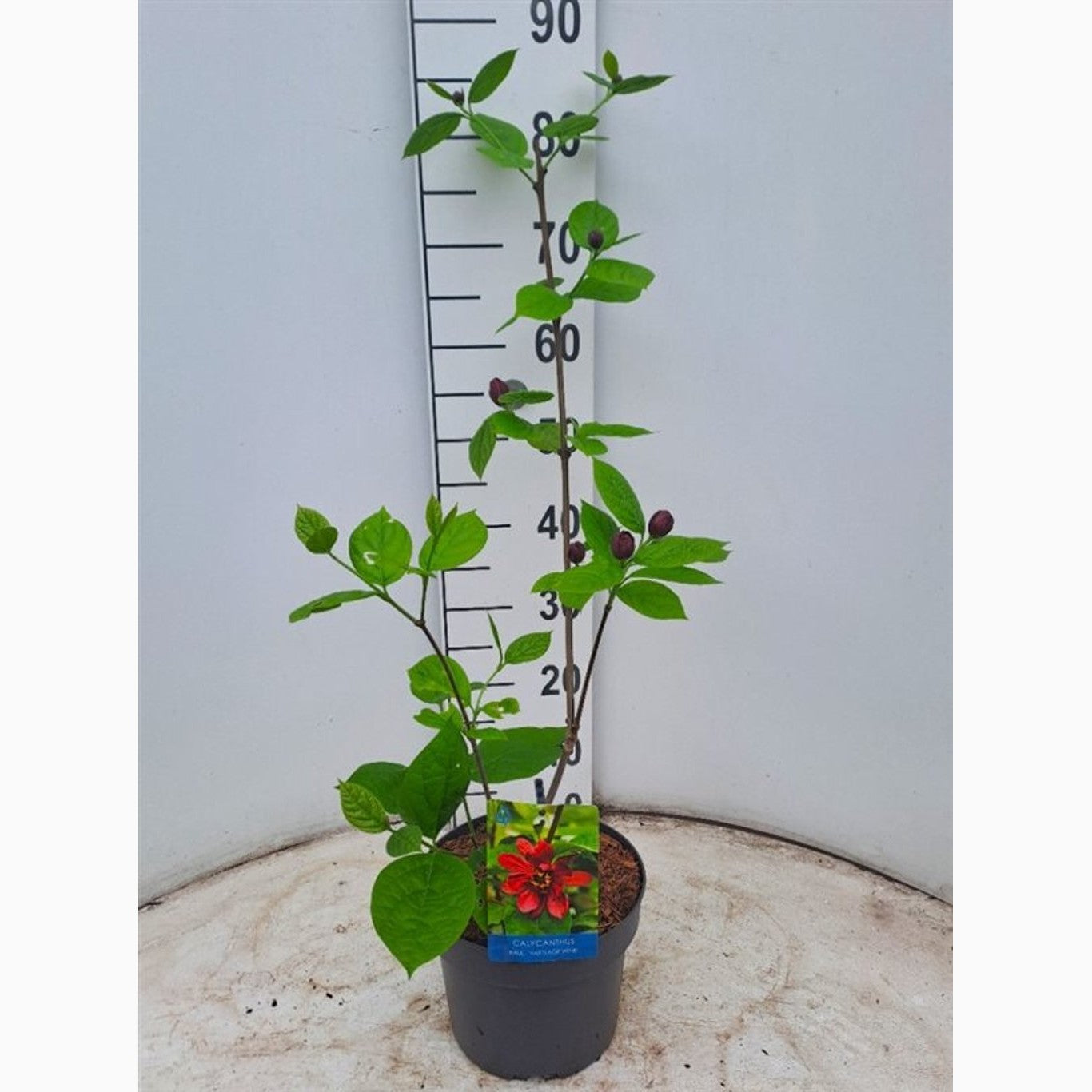 Kryddbuske – Calycanthus raulstonii 'Hartlage Wine' - C4 50-60 CM