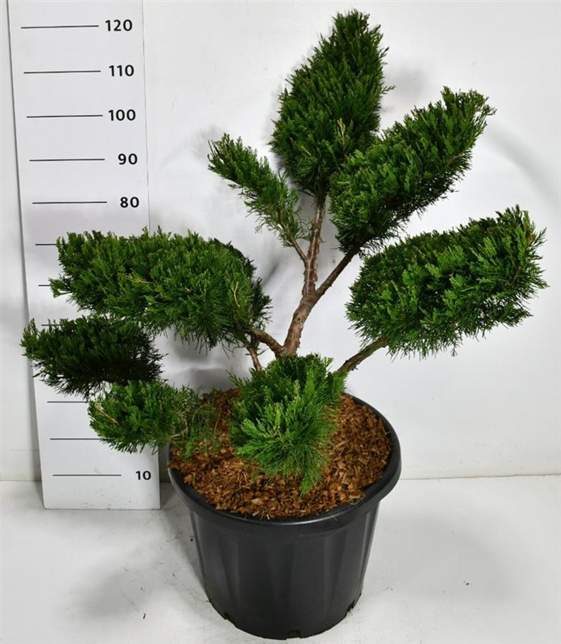 Pfitzer-en – Juniperus pfitzeriana &