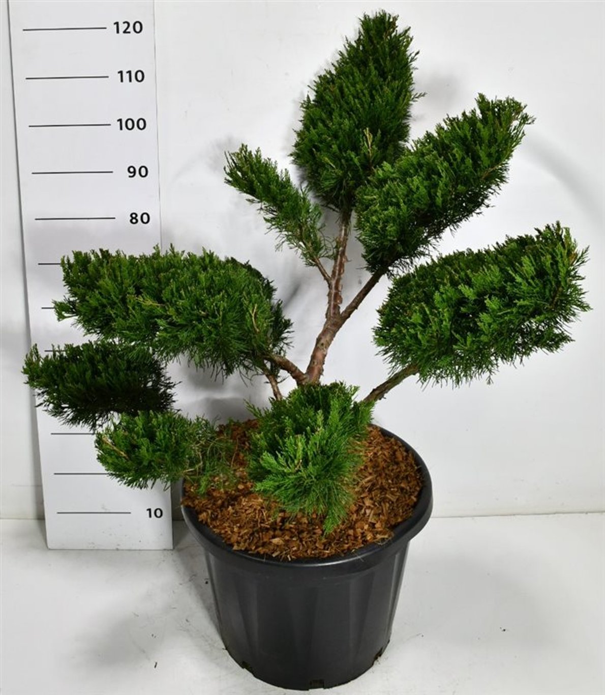 Pfitzer-en – Juniperus pfitzeriana &