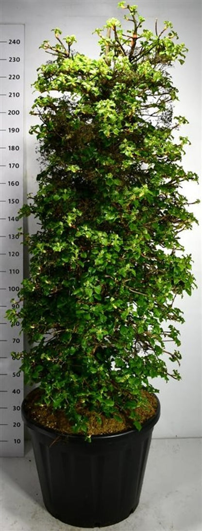 Klätterhortensia – Hydrangea petiolaris - C130 160-180 cm.