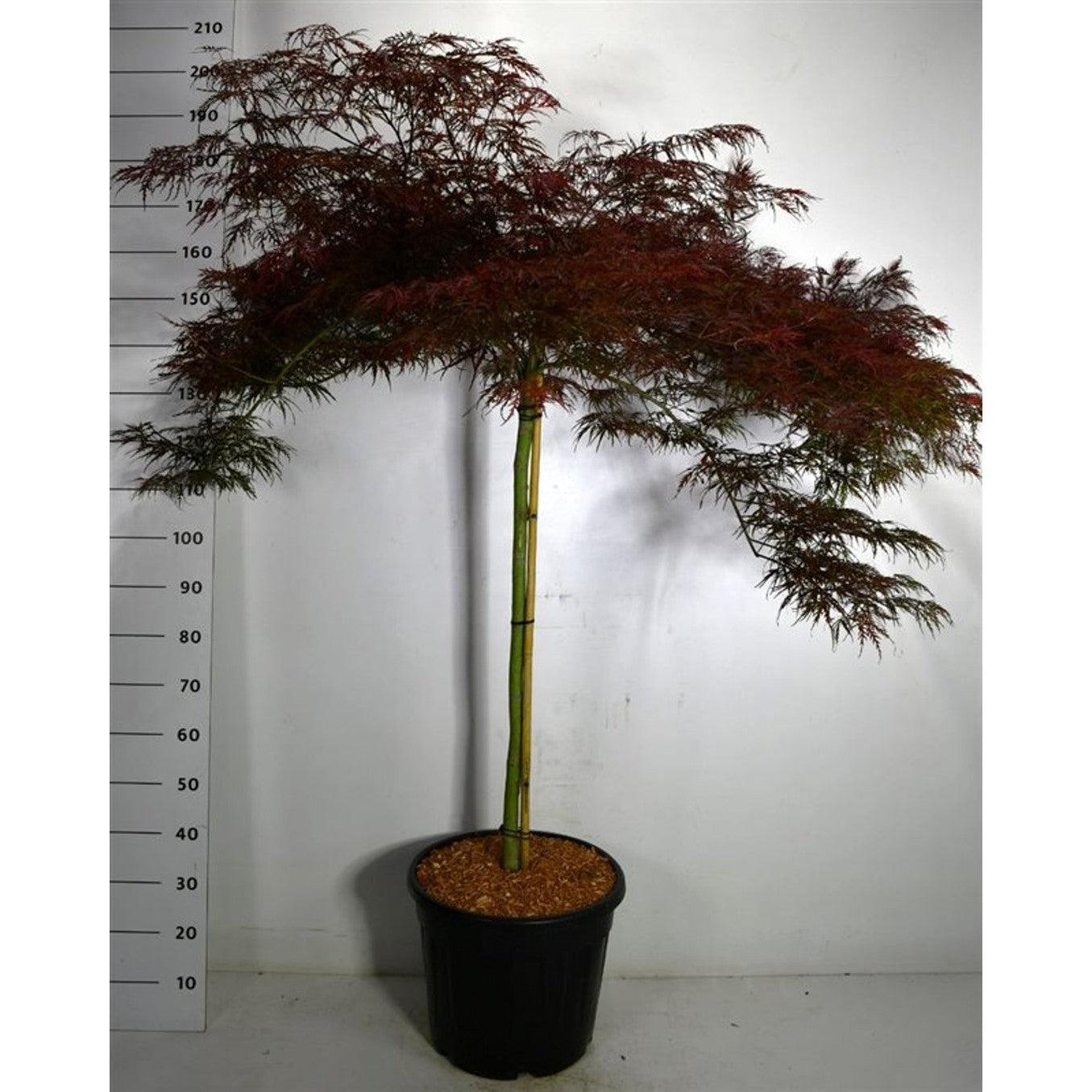 Japansk lönn – Acer palmatum 'Garnet' - C35 110 cm. Stam