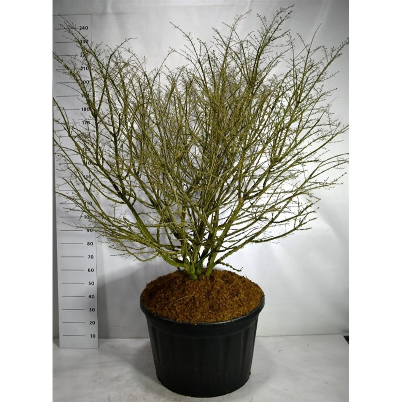 Vingbenved – Euonymus alatus - C230 150-175 cm. Sol