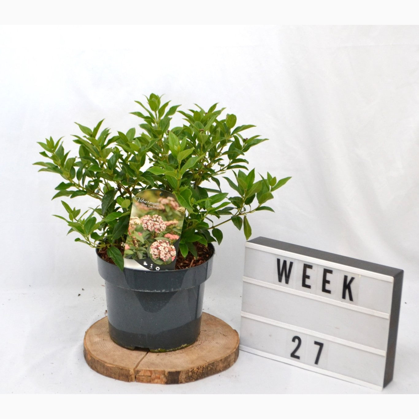 Glansolvon – Viburnum tinus 'Eve Price' - C5 40-50 CM