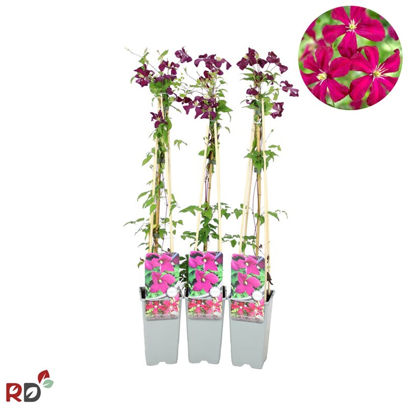 Klematis – Clematis 'Madame Julia Correvon' - C2 70/+ CM