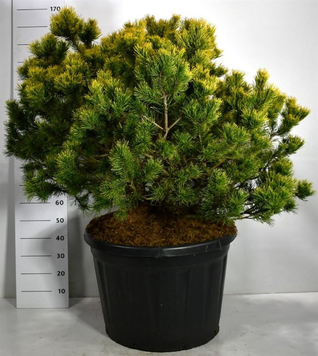 Bergtall – Pinus mugo &