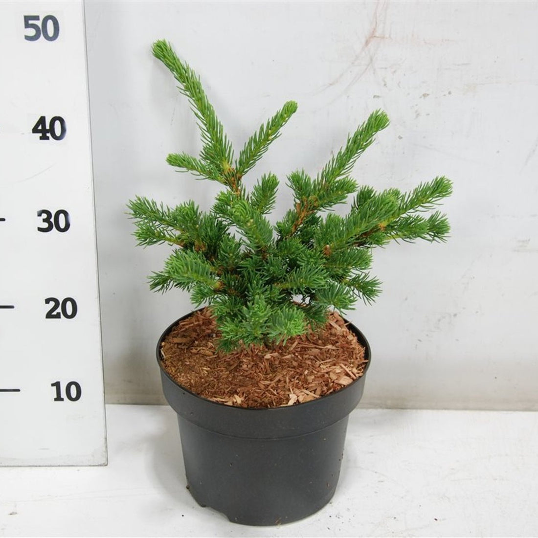 Blågran – Picea pungens &