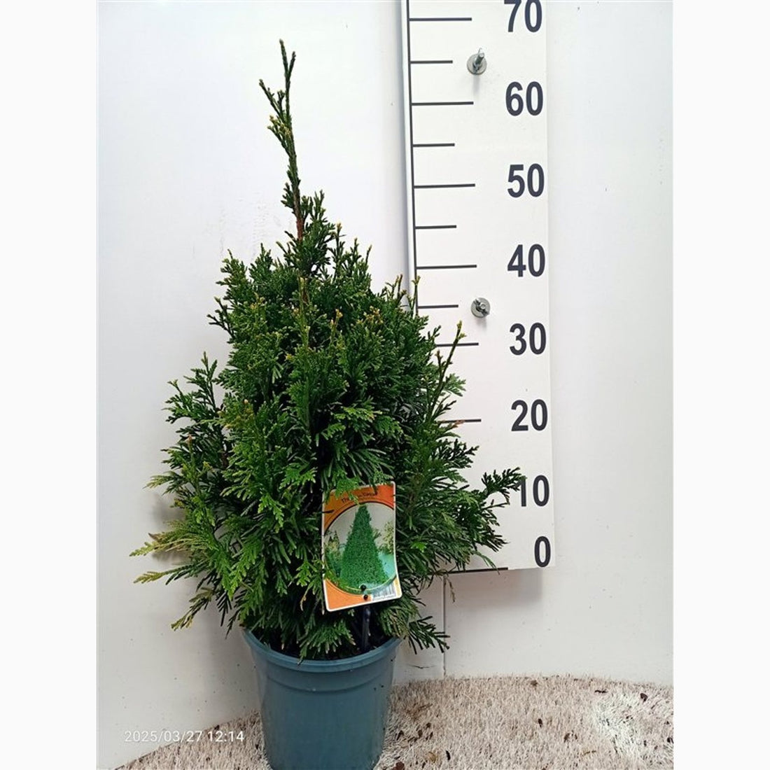 Thuja – Thuja plicata &