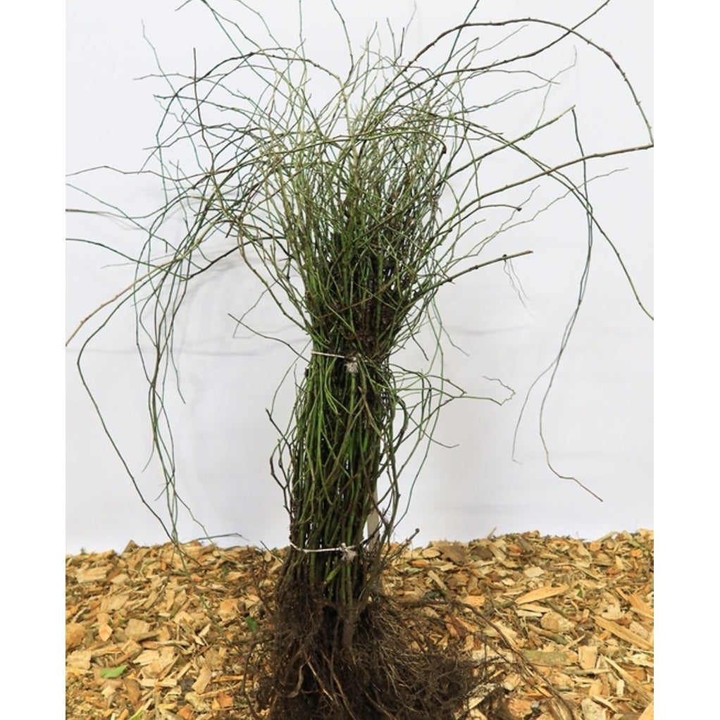 Fältsippa – Rosa arvensis - 60-90 CM bare root 1/0