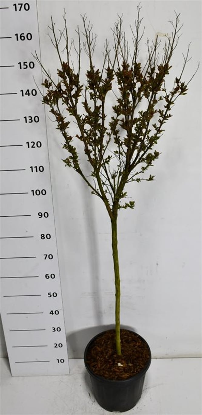 Kreppmyrten – Lagerstroemia indica &