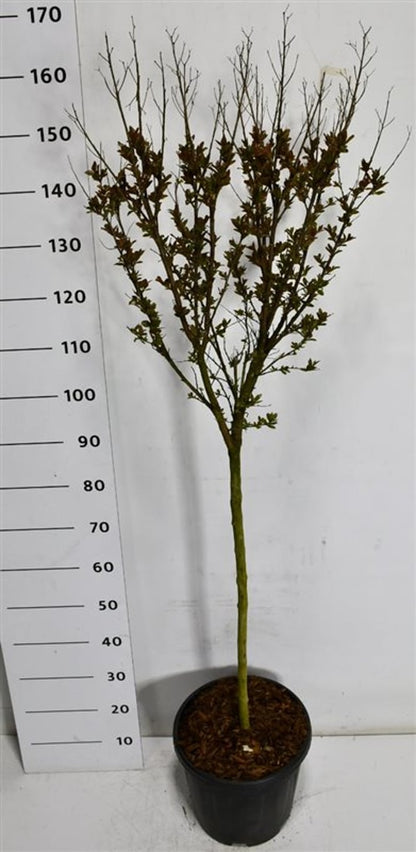 Kreppmyrten – Lagerstroemia indica &