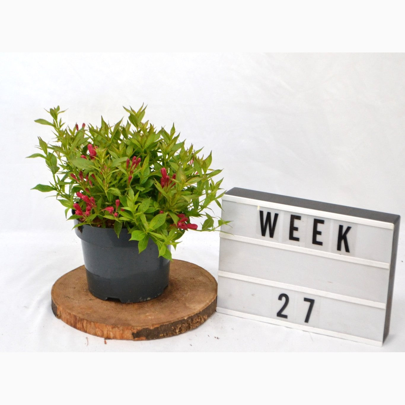 Praktweigela – Weigela 'Picobella Rosso' - C3 20-40 CM