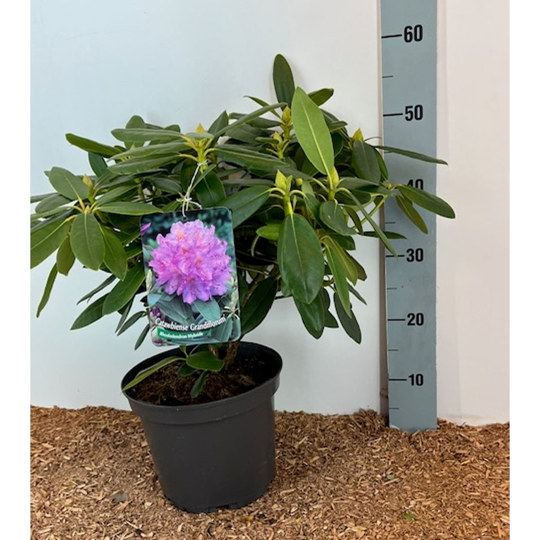 Rhododendron – Rhododendron 'Catawb. Grandiflorum' - C5 30-40 CM