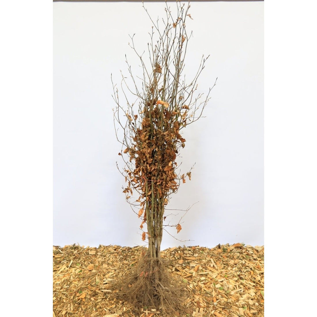 Blodbok – Fagus sylvatica &