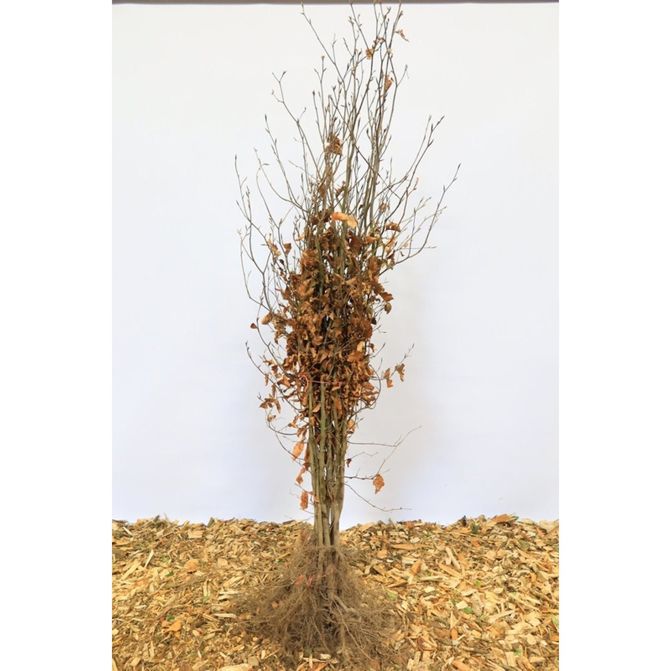 Blodbok – Fagus sylvatica &