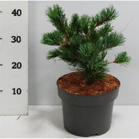 Japansk vit­tall – Pinus parviflora 'Negishi' - C5 30-35 cm.