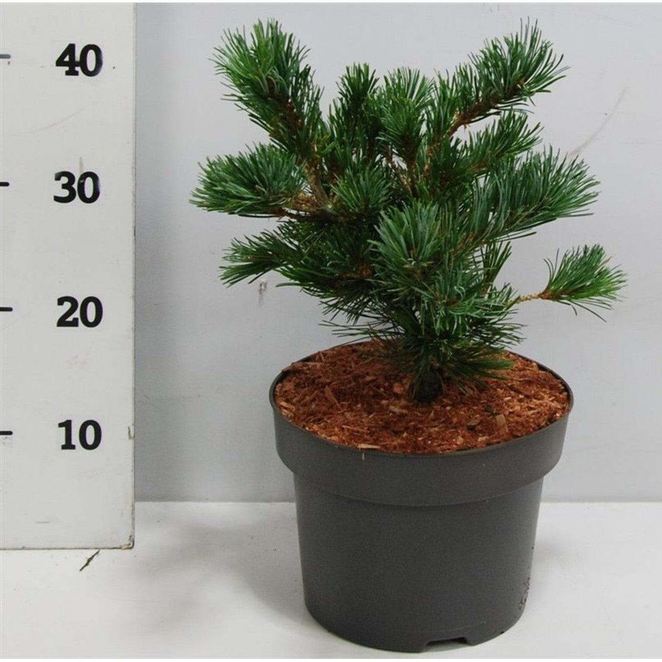 Japansk vit­tall – Pinus parviflora 'Negishi' - C5 30-35 cm.