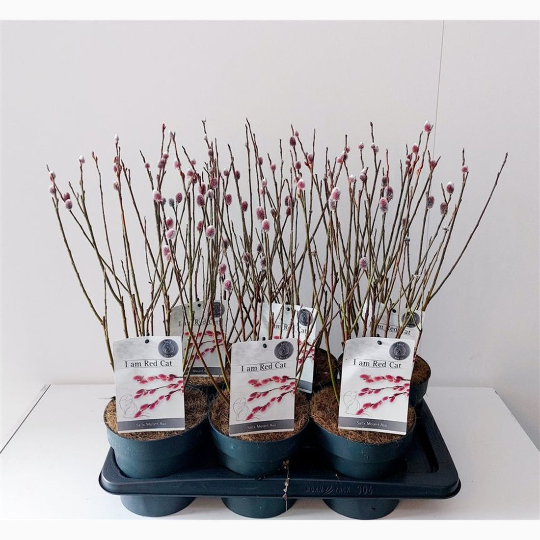 Vide – Salix gracilistyla &