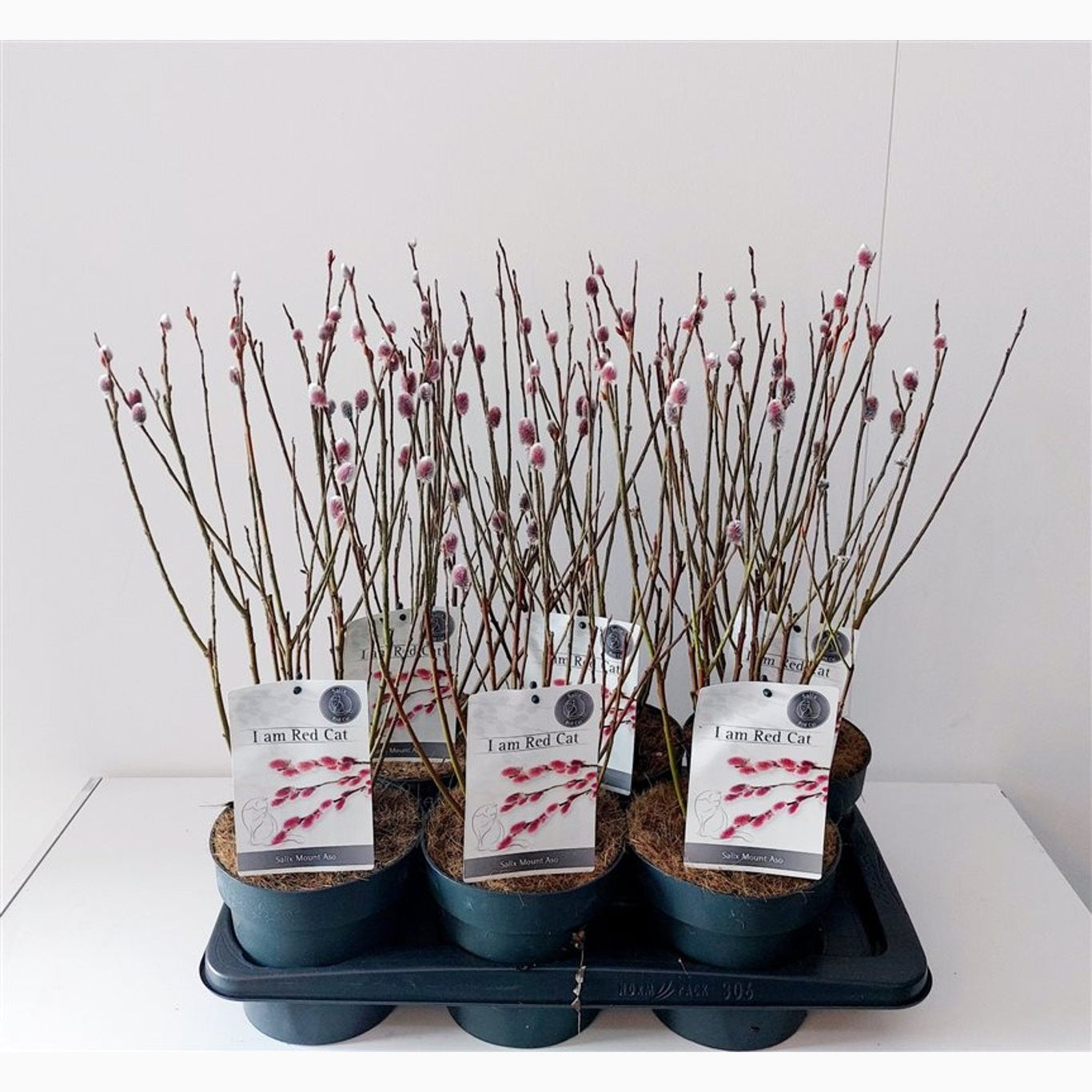 Vide – Salix gracilistyla 'Mt. Aso' - C2 30-40 CM