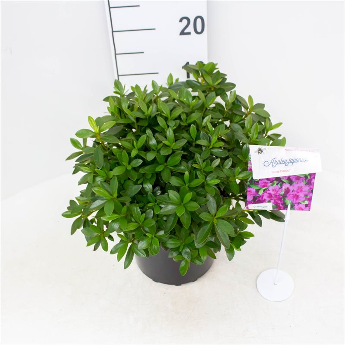 Rhododendron – Rhododendron (AJ); 'Blaue Donau' - C4 25-30 CM