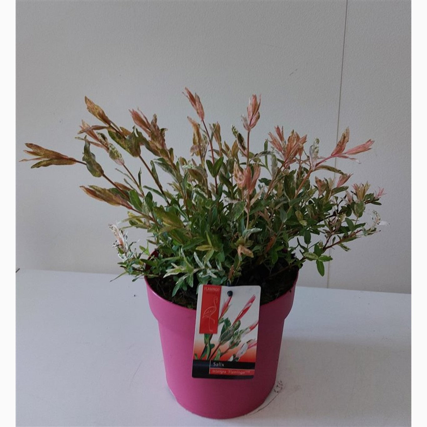 Japansk vide – Salix integra 'Flamingo' - C3 30-40 CM pink pot