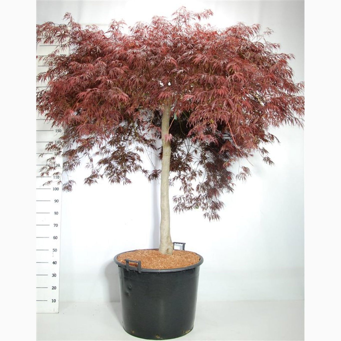 Japansk lönn – Acer pal. 'Inaba-shidare' - C130 150-175 CM