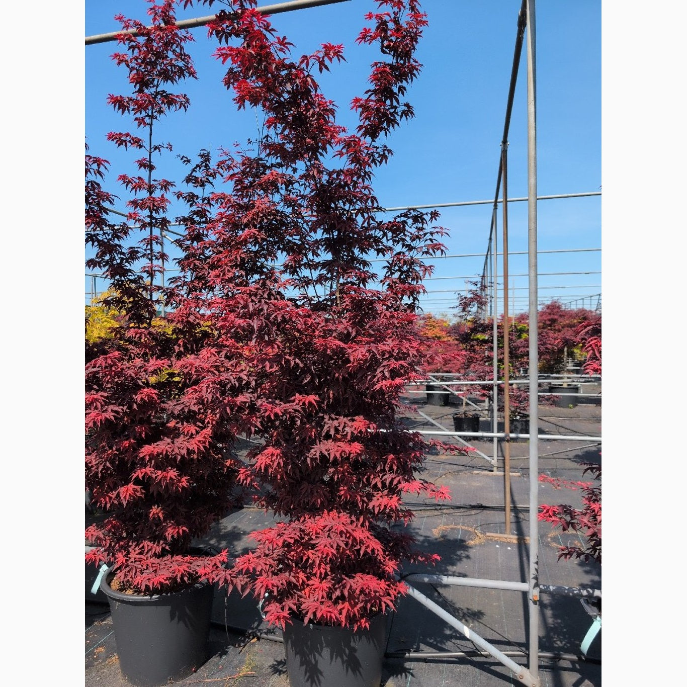 Japansk lönn – Acer pal. 'Twombly's Red Sentinel' - C70 175-200 CM
