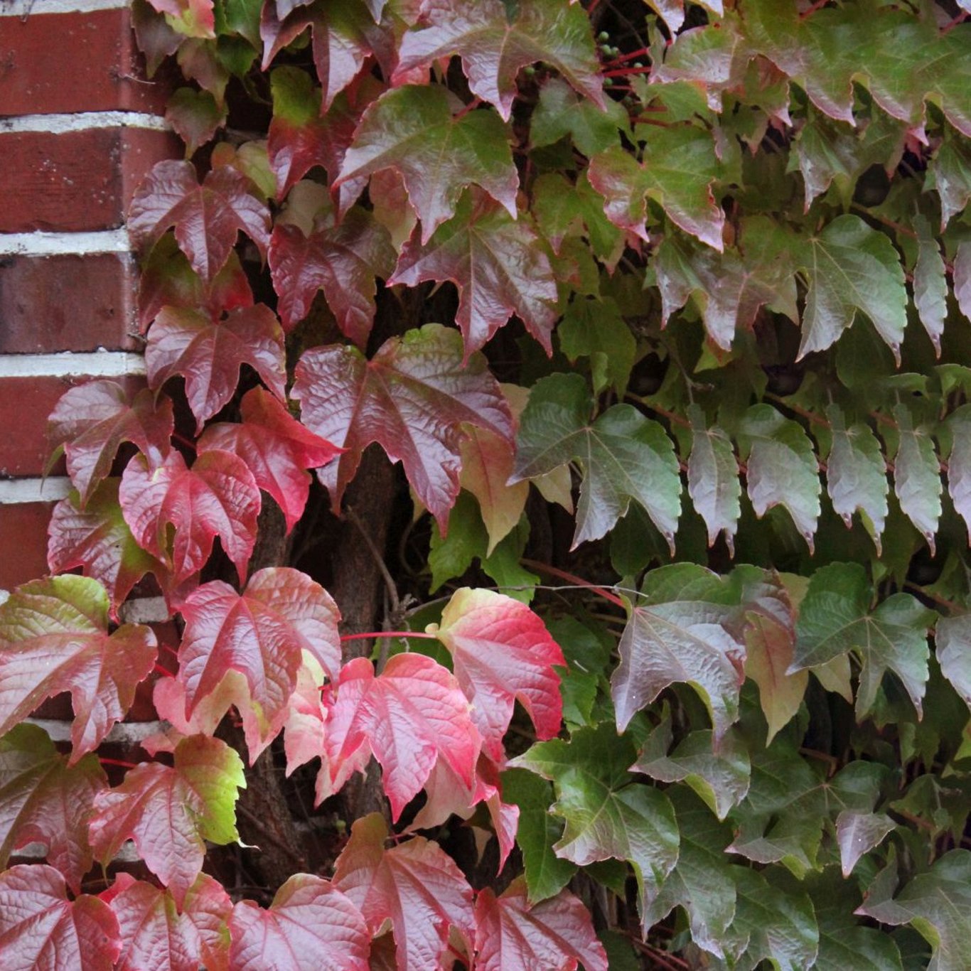 Klättervildvin – Parthenocissus tricuspidata 'Veitchii' - C2 50-60 CM 3 Stick