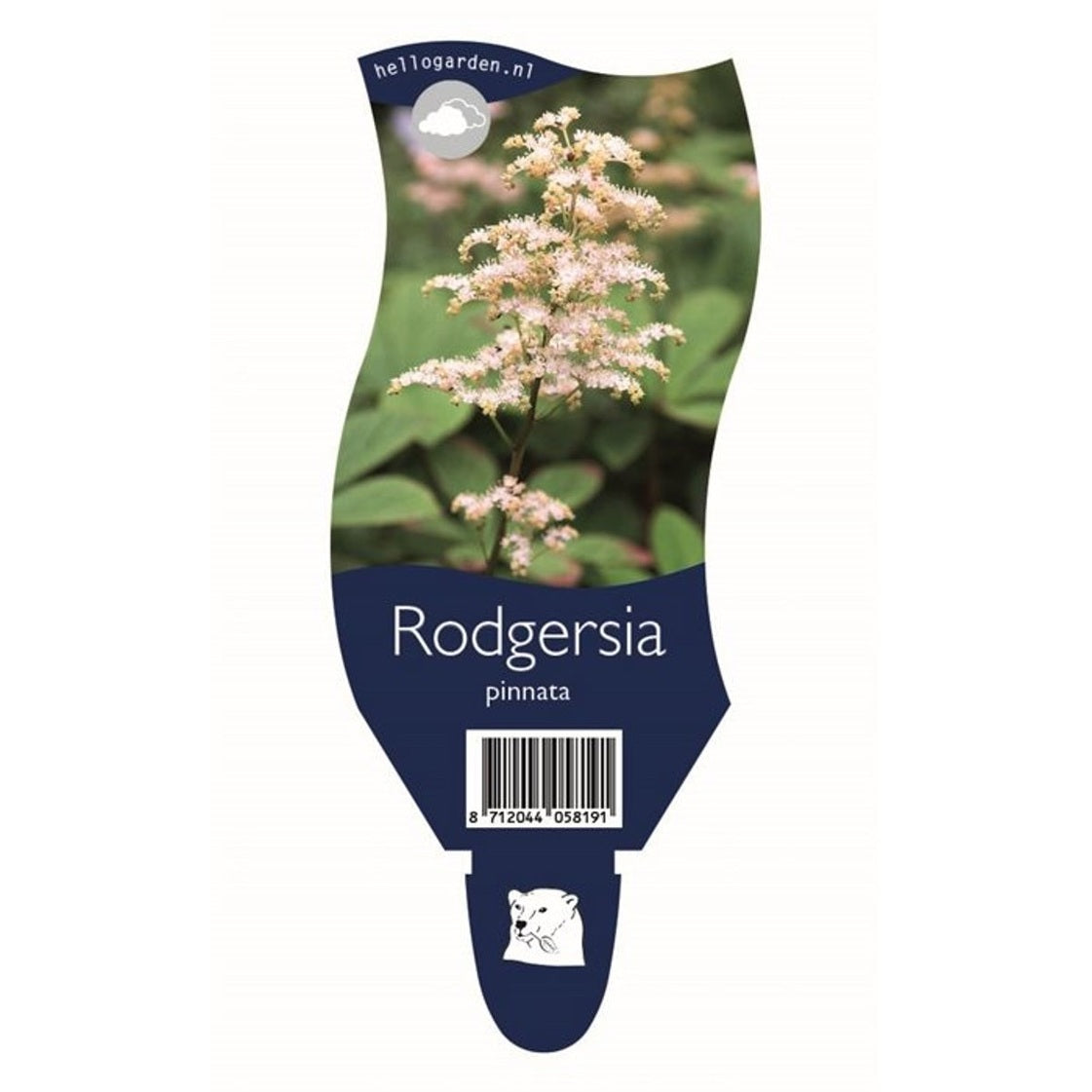 Rodgersia – Rodgersia pinnata - P11